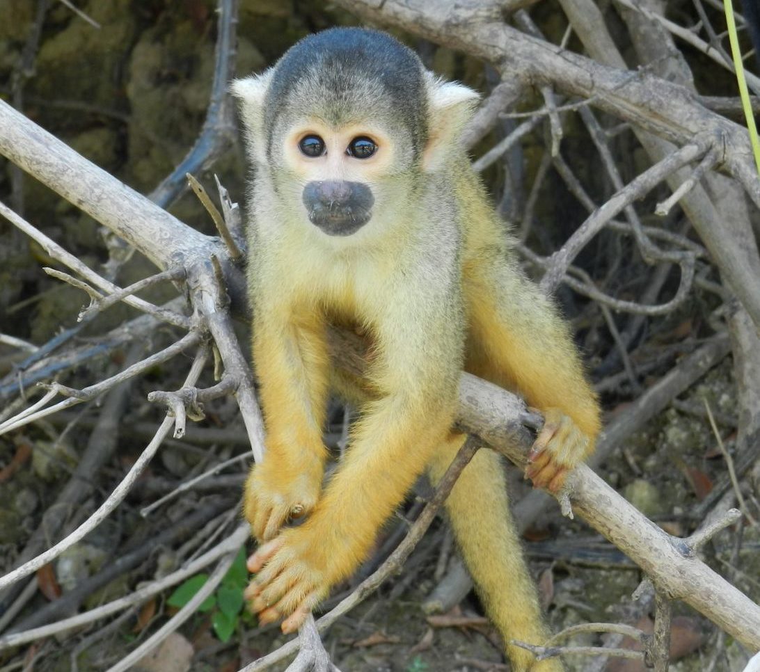 rondreis bolivia rurrenabaque aap hoogtepunt 4