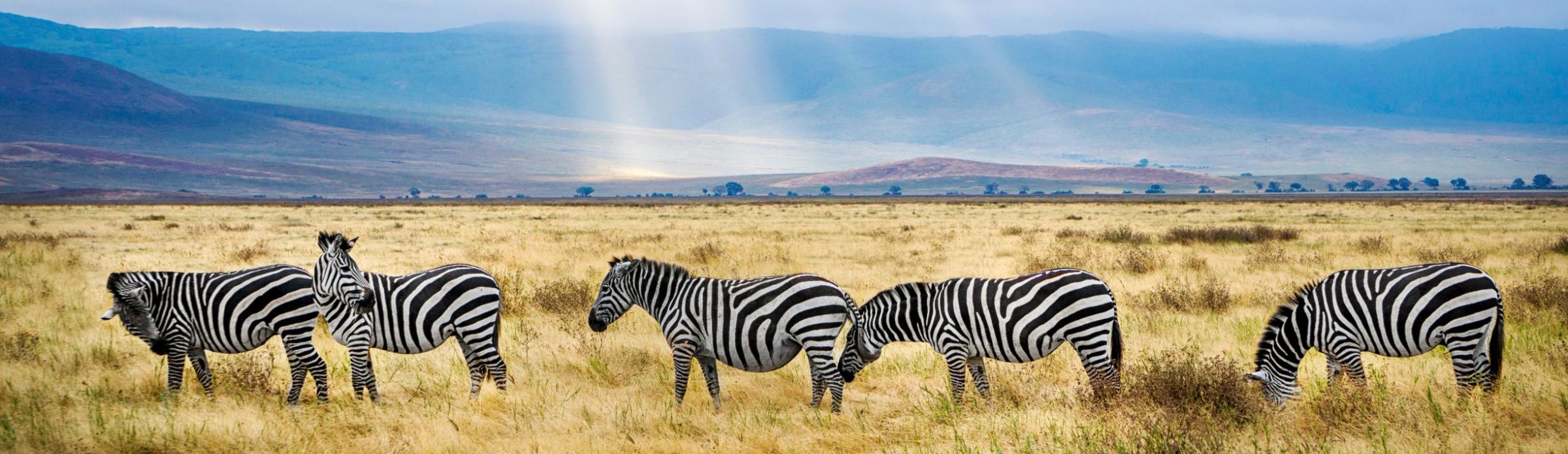 rondreis tanzania ngorongoro krater zebras tijdens safari
