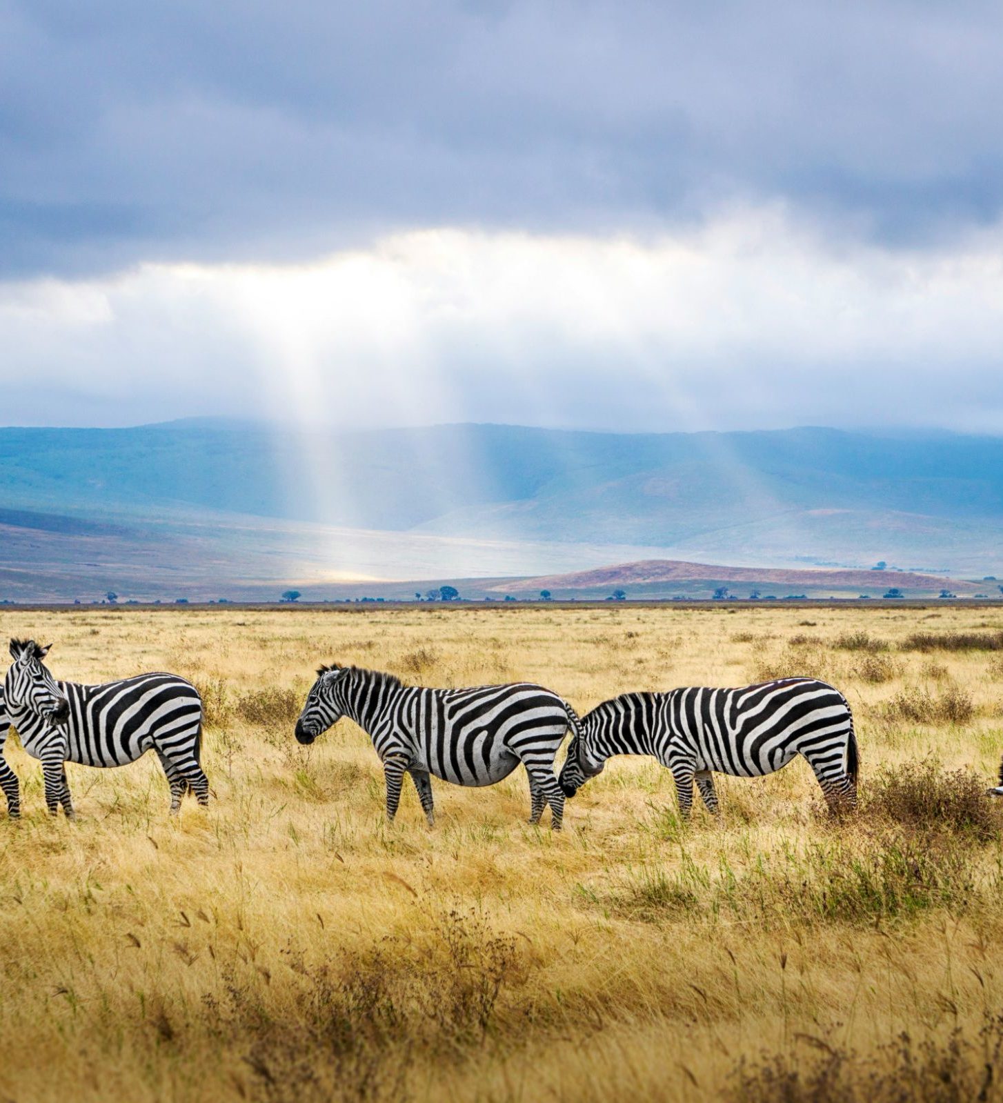 rondreis-tanzania-ngorongoro-krater-safari-0-aspect-ratio-382-420 rondreis tanzania ngorongoro krater zebras tijdens safari