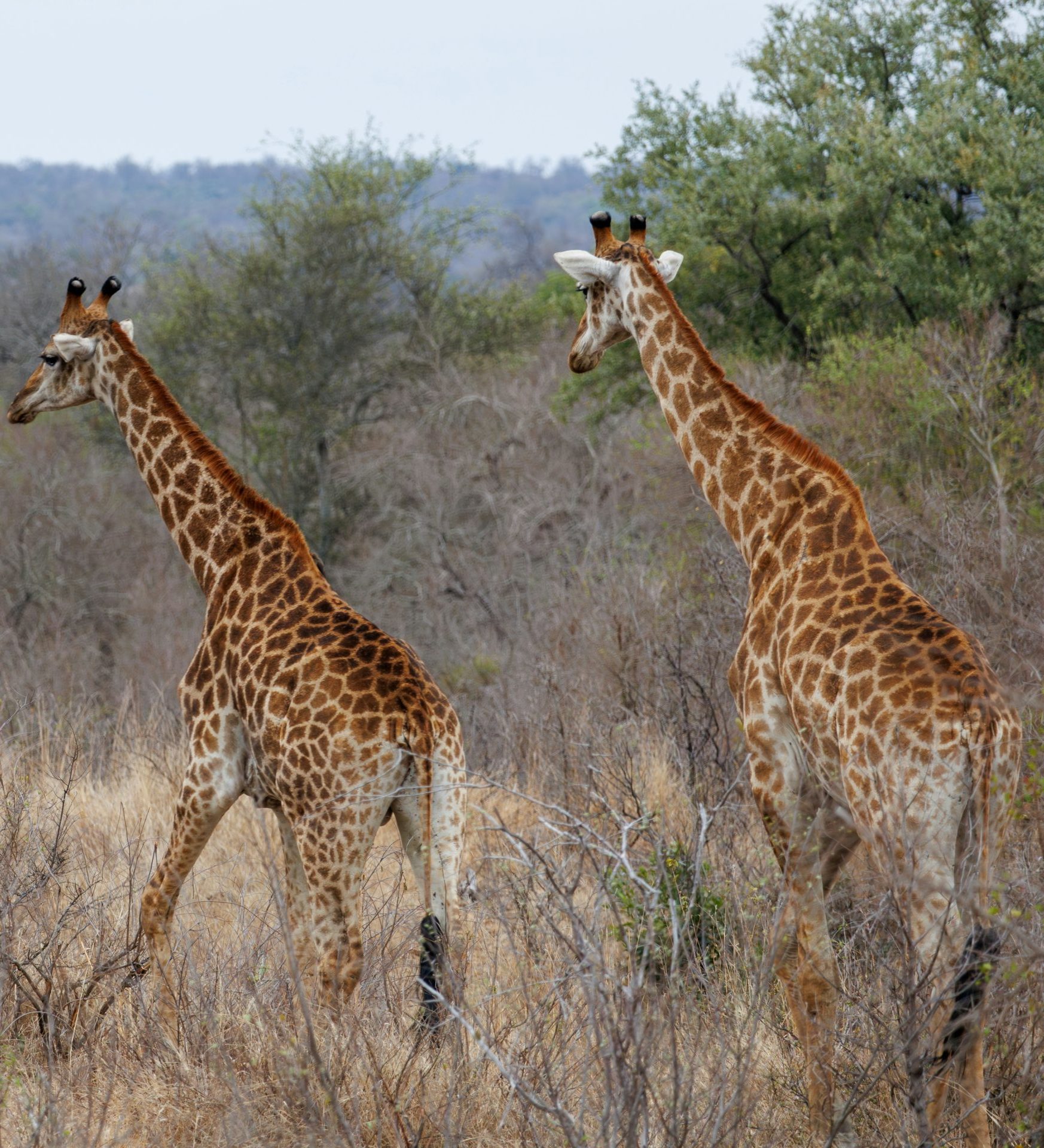 rondreis Safari avontuur buiten de gebaande paden in Zuid-Afrika header rondreis Safari avontuur buiten de gebaande paden in Zuid-Afrika header