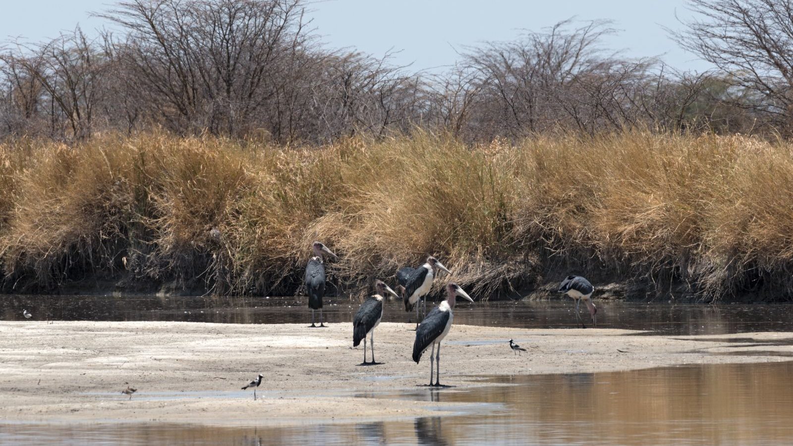 Rondreis Botswana, Nata, Marabou storks op de Nata rivier in de Nata