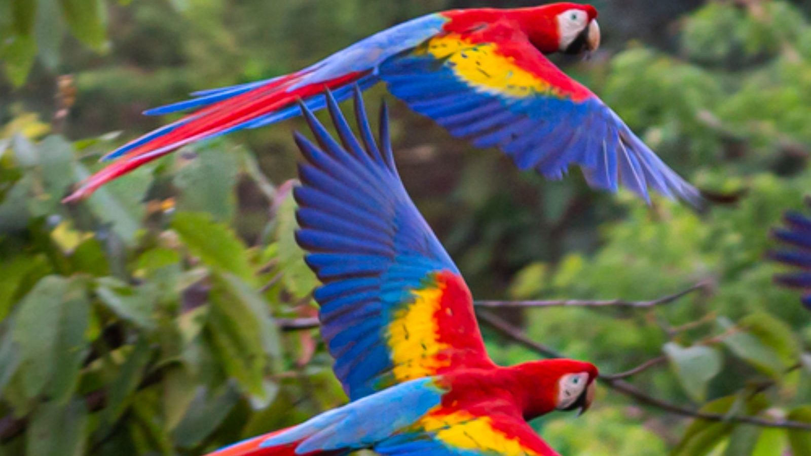 Rondreis Costa Rica, San José, Papagaai