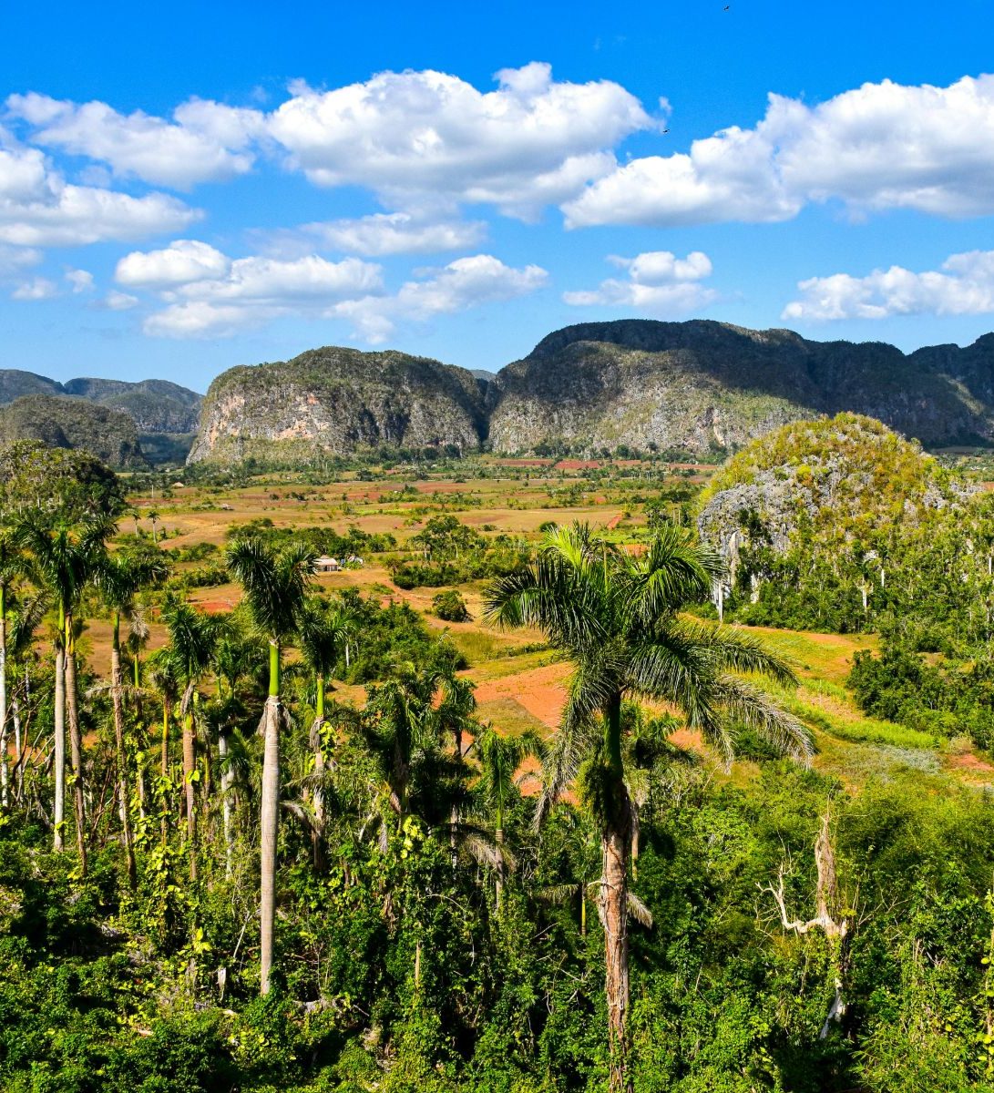 Rondreis Cuba, Viñales Vallei bomen linkerzijde Rondreis Cuba, Viñales Vallei bomen linkerzijde