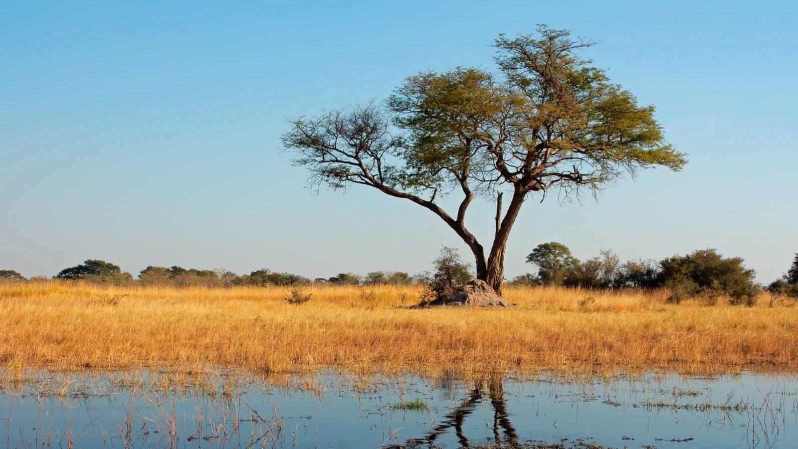 Rondreis Namibië, Caprivi, boom reflecteert in de rivier
