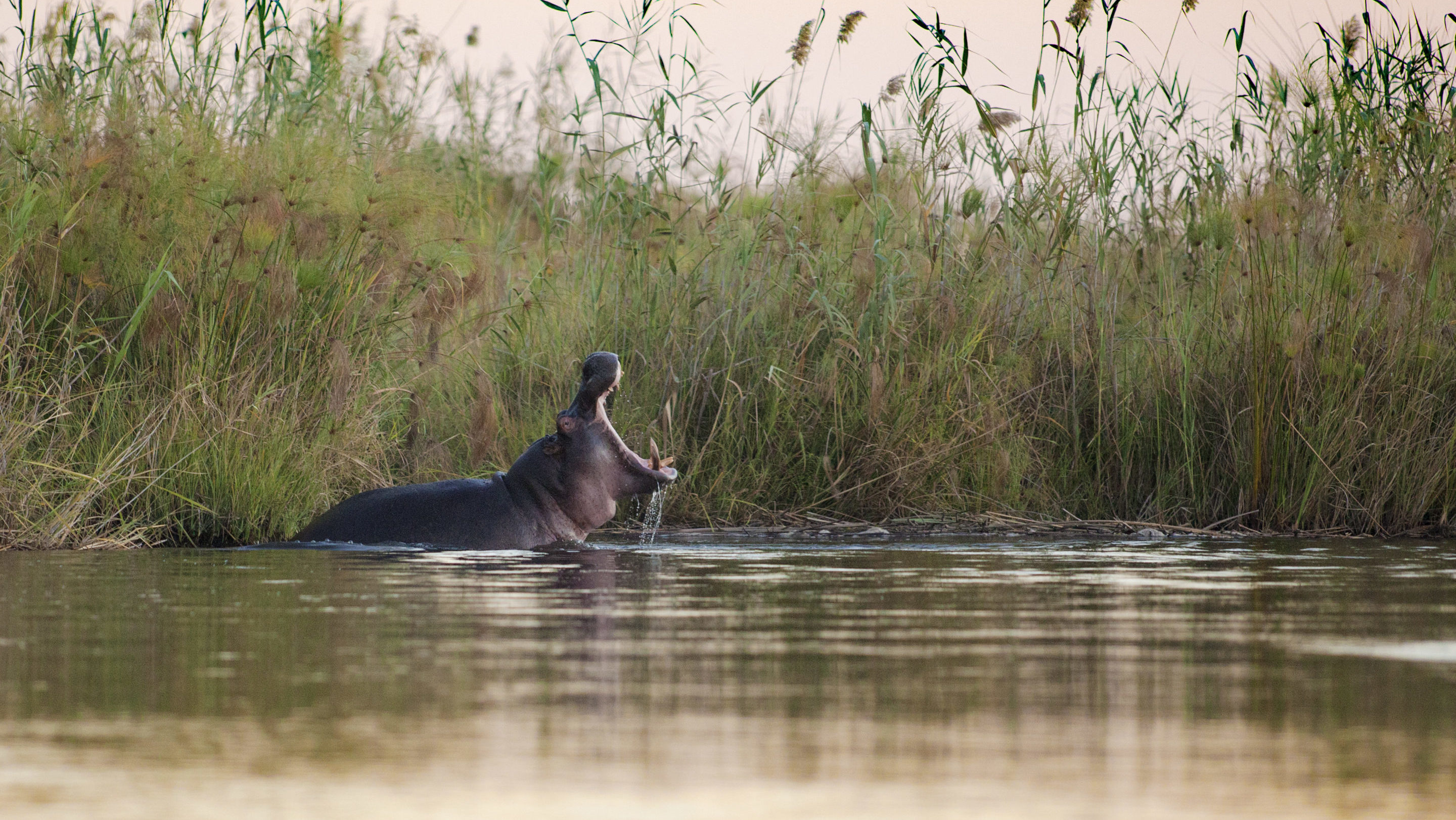 Rondreis Namibië, Caprivi, rivier met nijlpaard