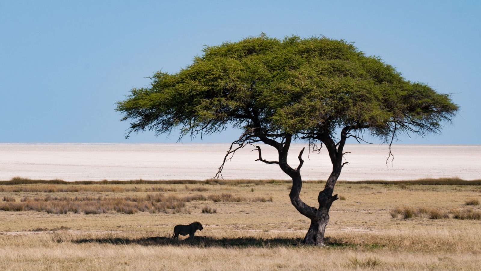 Rondreis Namibië, Etosha, Leeuw in de schaduw onder een boom