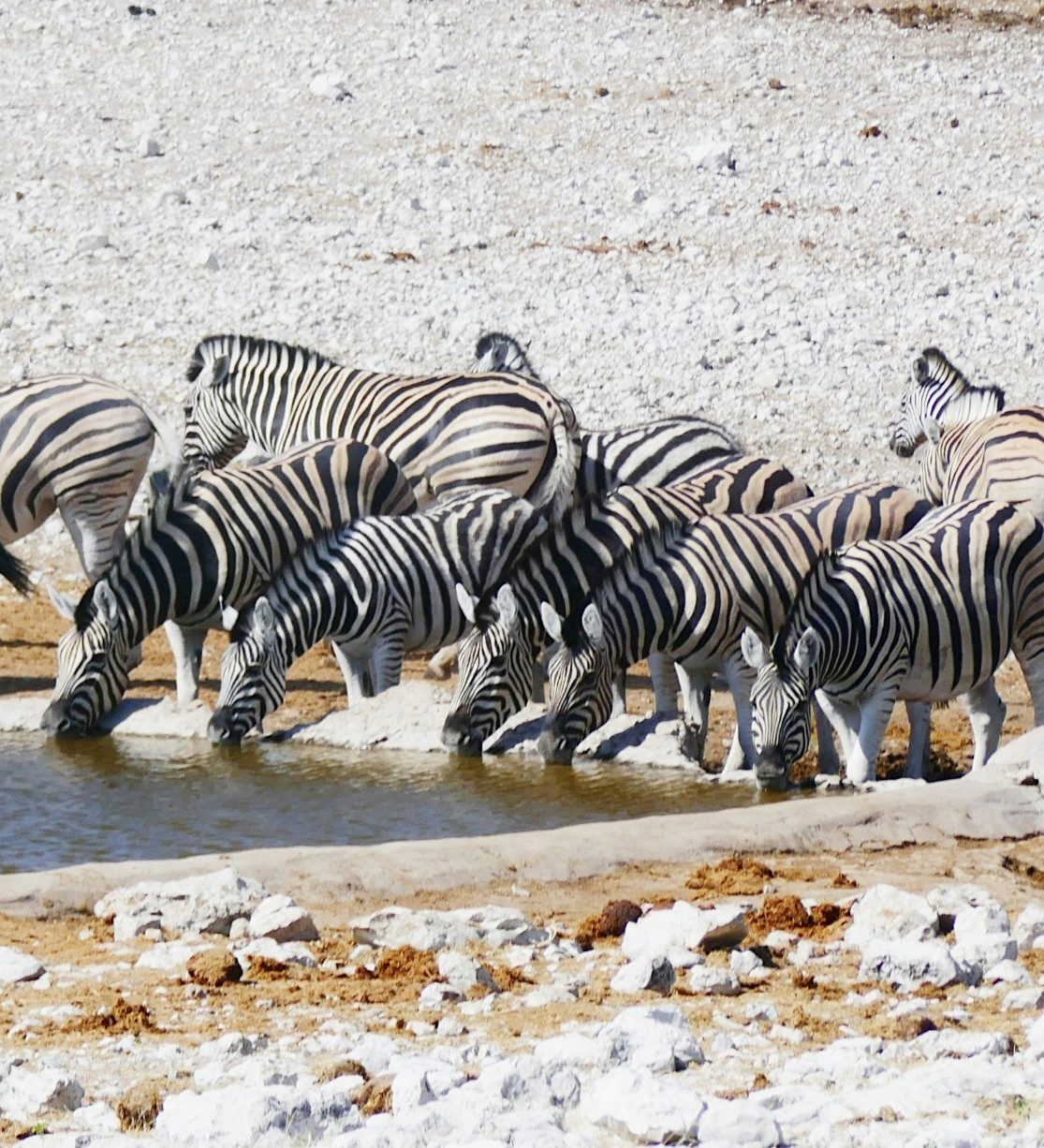 Rondreis-Namibie-Etosha-National-Park-zebras-aspect-ratio-382-420 Rondreis Namibië, Etosha National Park zebra's