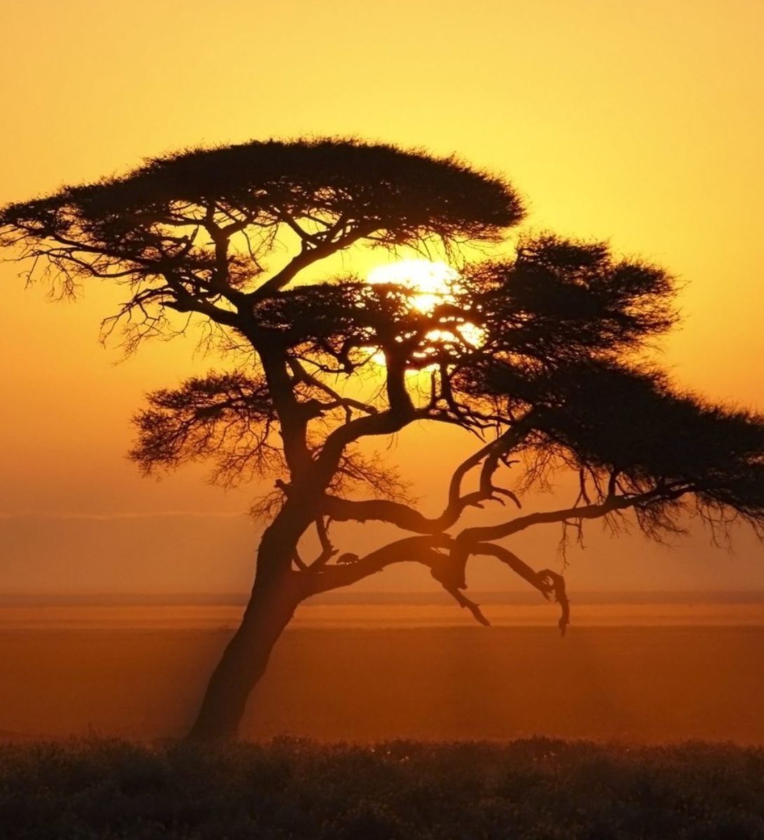 Rondreis-Namibie-Etosha-boom-in-vallei-tijdens-zonsondergang-aspect-ratio-382-420 Rondreis-Namibie-Etosha-boom-in-vallei-tijdens-zonsondergang-aspect-ratio-382-420