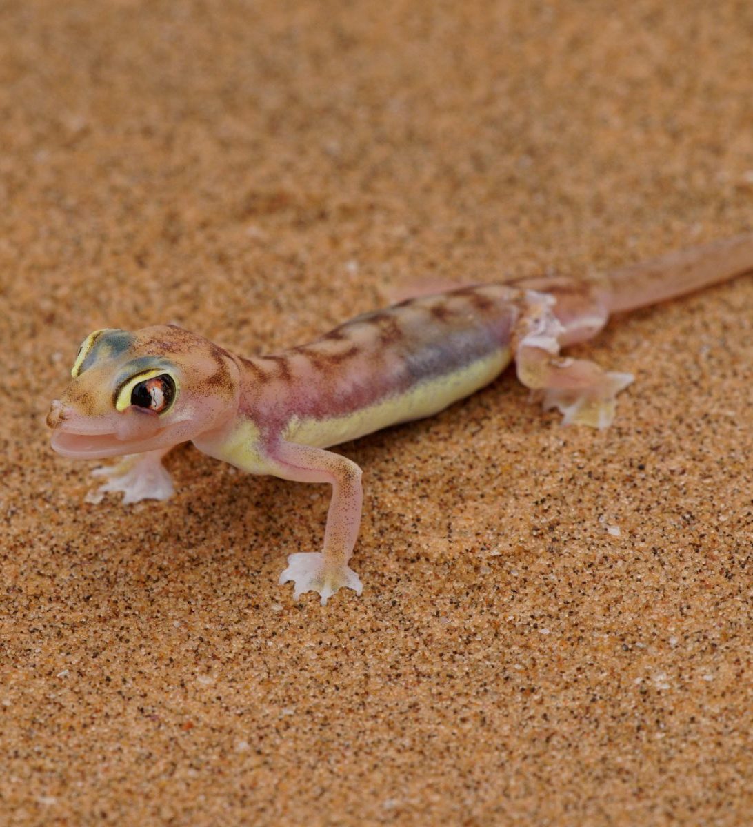 Rondreis Namibië, Swakopmund, Little Five, Namib Dune Gecko Rondreis Namibië, Swakopmund, Little Five, Namib Dune Gecko