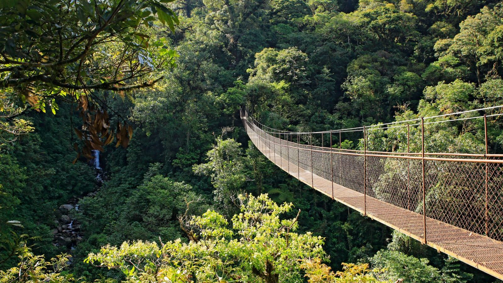 Rondreis Panama, Boquete, hangbrug