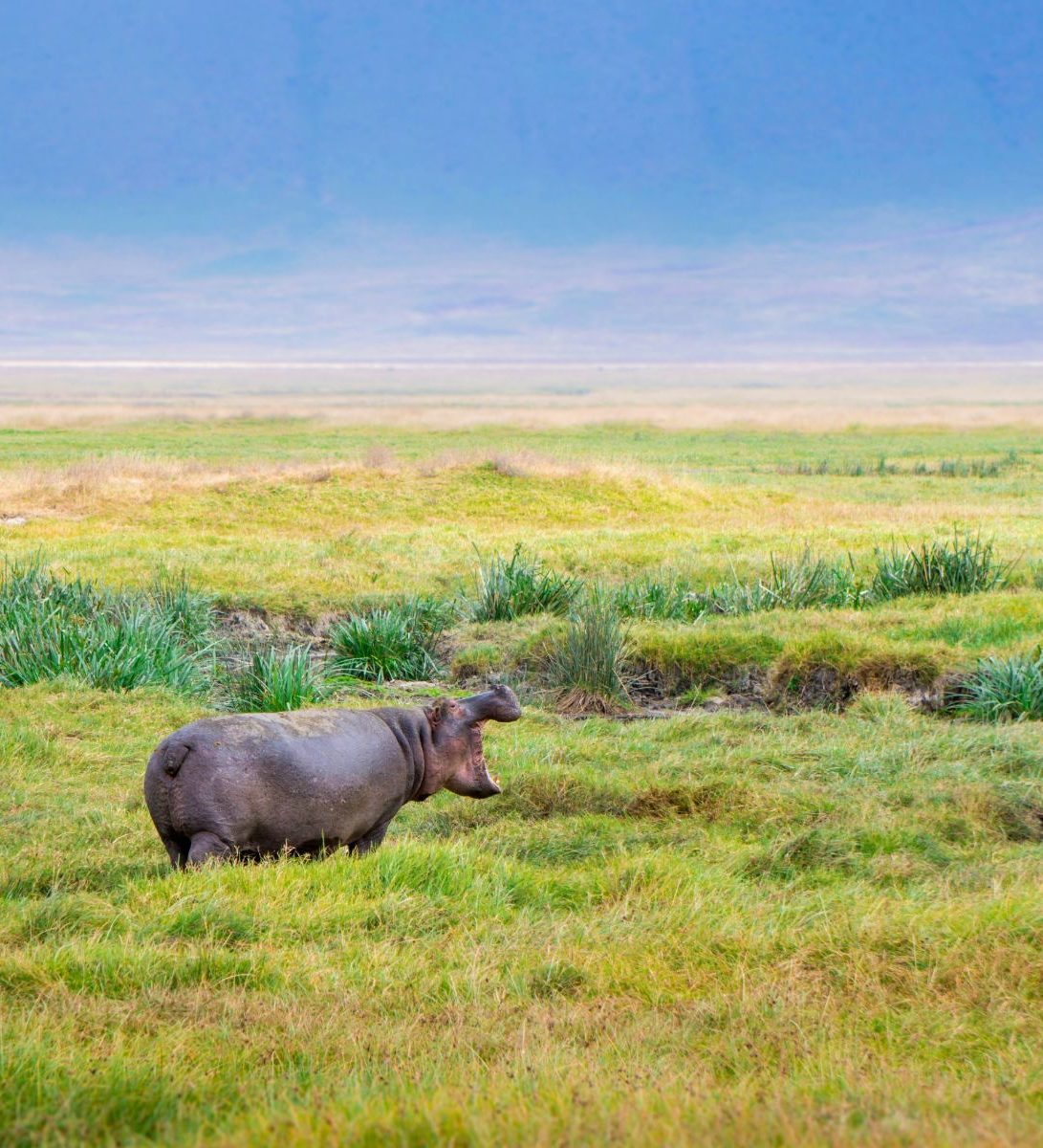 Rondreis Tanzania, Ngorongoro Crater, Nijlpaard in het gras Rondreis Tanzania, Ngorongoro Crater, Nijlpaard in het gras