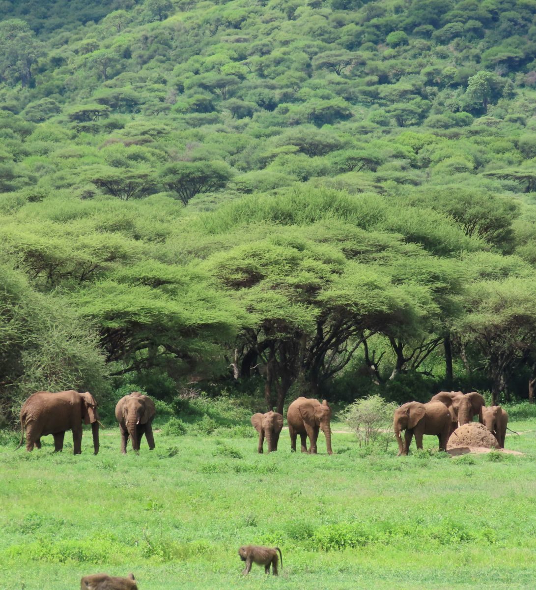 Rondreis Tanzania, Ngorongoro Crater, Olifanten in het groene gras met bos en bergen op achtergrond Rondreis Tanzania, Ngorongoro Crater, Olifanten in het groene gras met bos en bergen op achtergrond