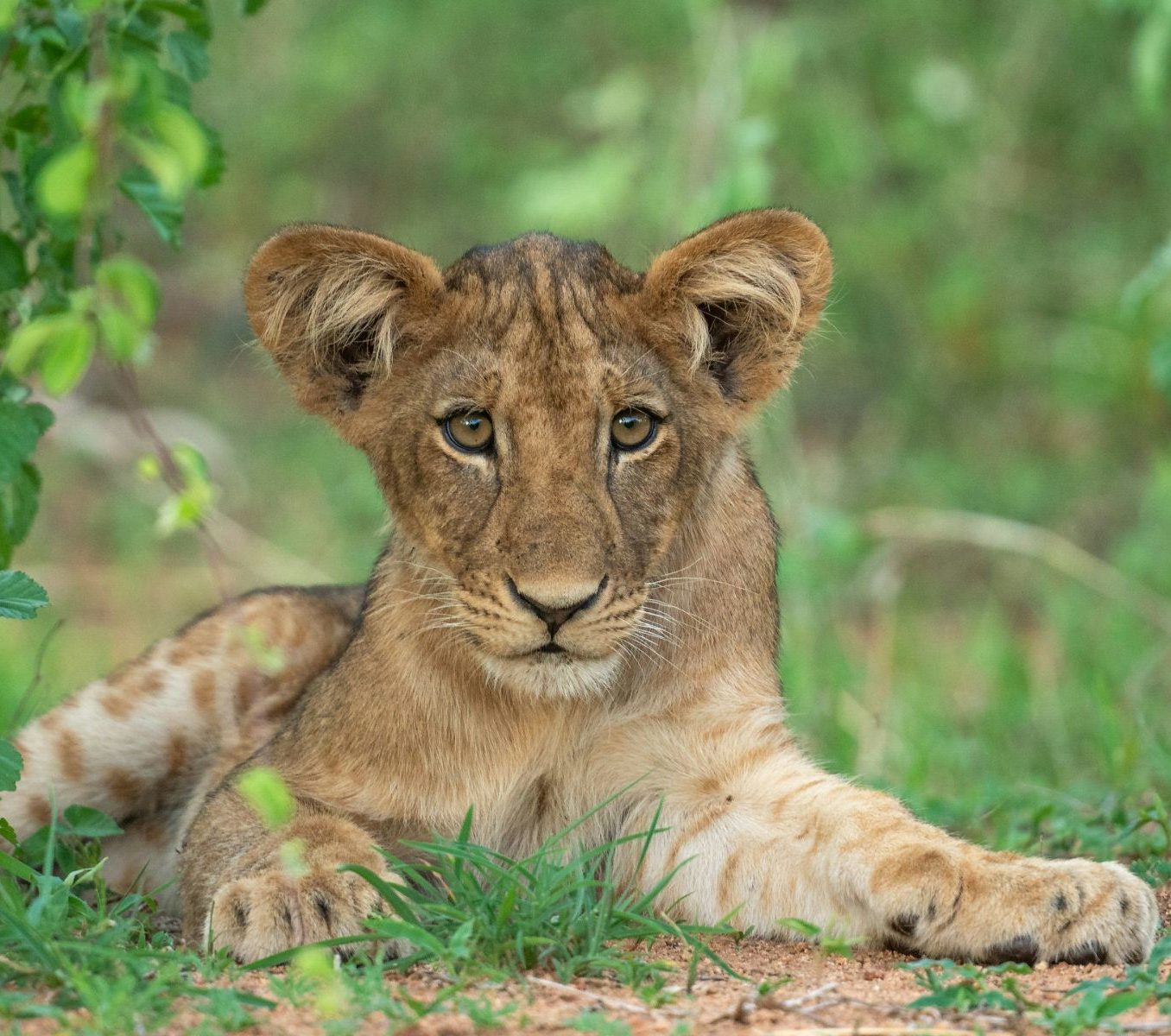 Rondreis-Tanzania-Ruaha-National-Park-welpje