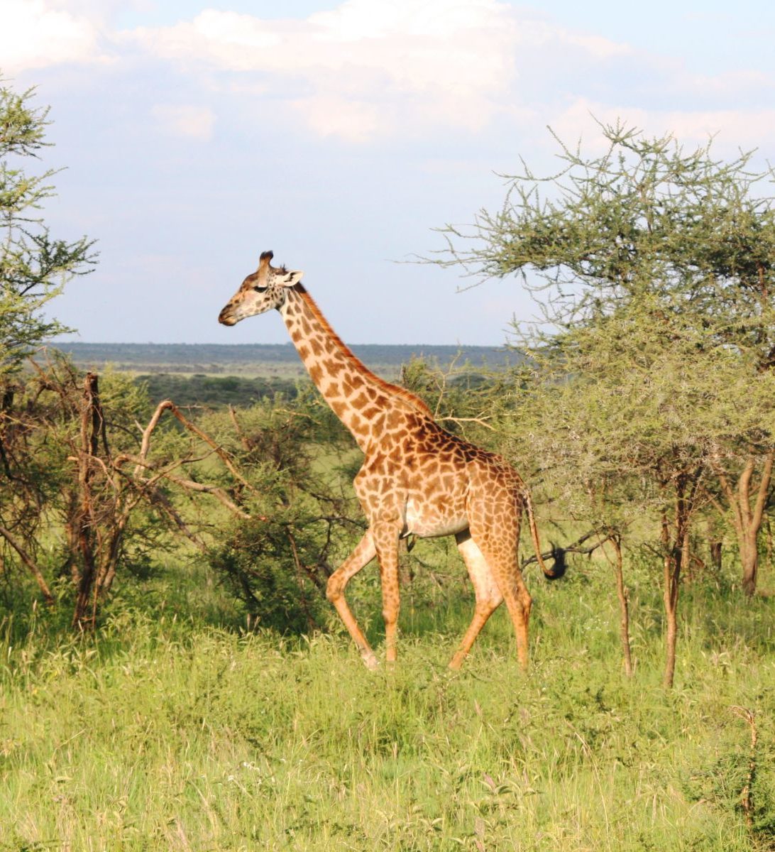 Rondreis Tanzania, Serengeti, Giraffe Rondreis Tanzania, Serengeti, Giraffe