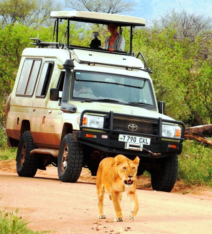 Rondreis-Tanzania-Serengeti-jeep-met-leeuw De Big Five spotten safari in Afrika - jeep met leeuw in de Serengeti in Tanzania