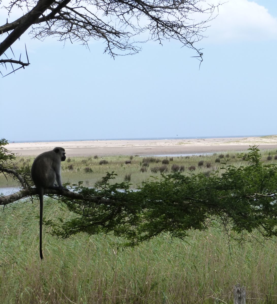 Rondreis Zuid- Afrika, St. Lucia, vallei met aap en boom Rondreis Zuid- Afrika, St. Lucia, vallei met aap en boom