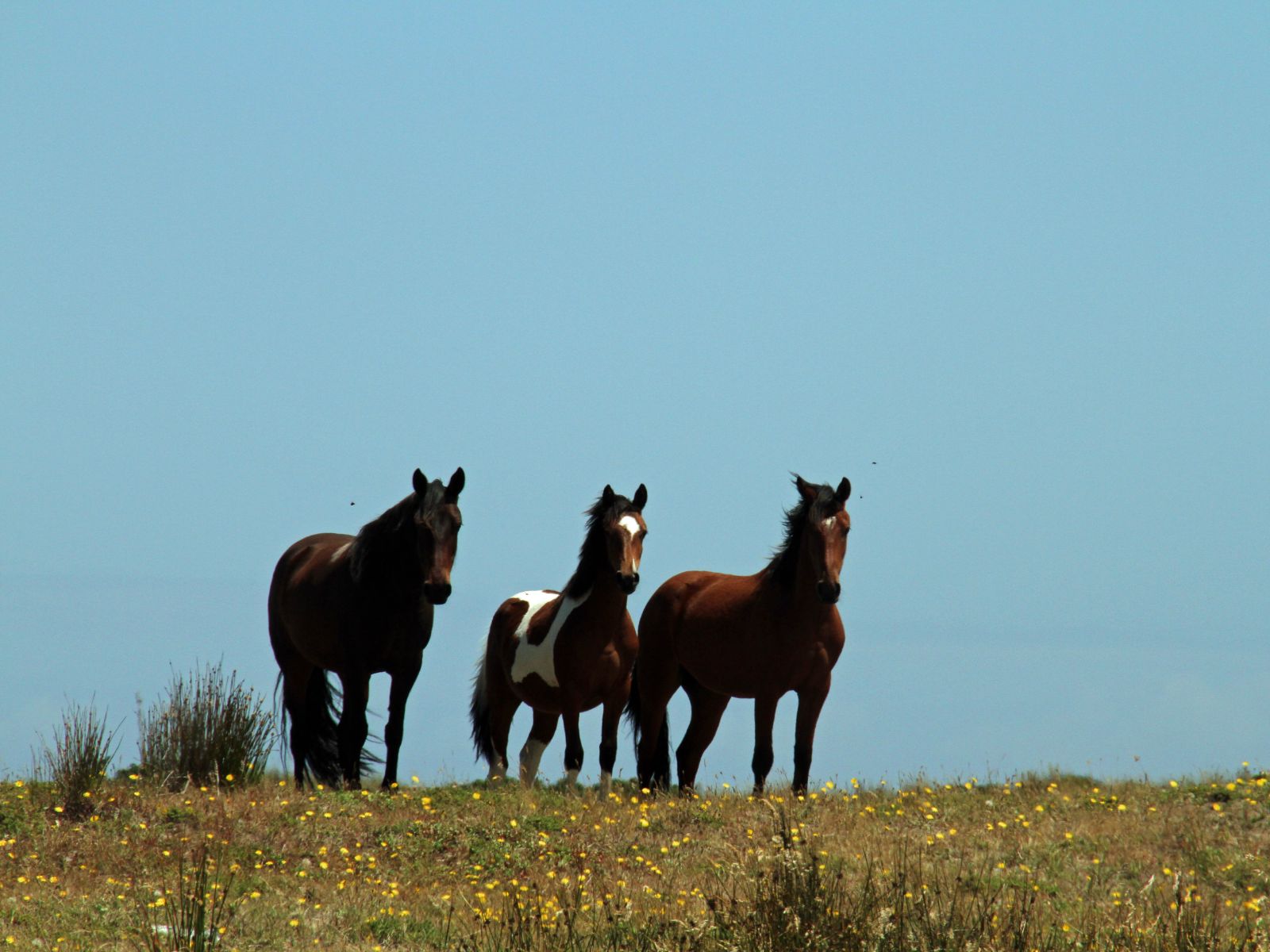 rondreis chili hoogtepunt chiloe paarden 4