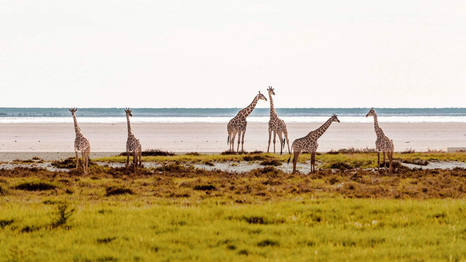 rondreis-namibie-etosha-national-park-3-aspect-ratio-1000-563