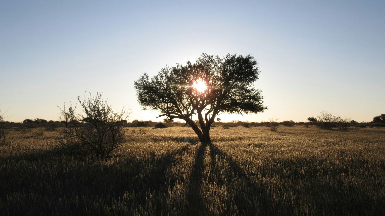 rondreis-namibie-martial-uitzicht-met-boom-bij-zonsondergang-0-aspect-ratio-1000-563