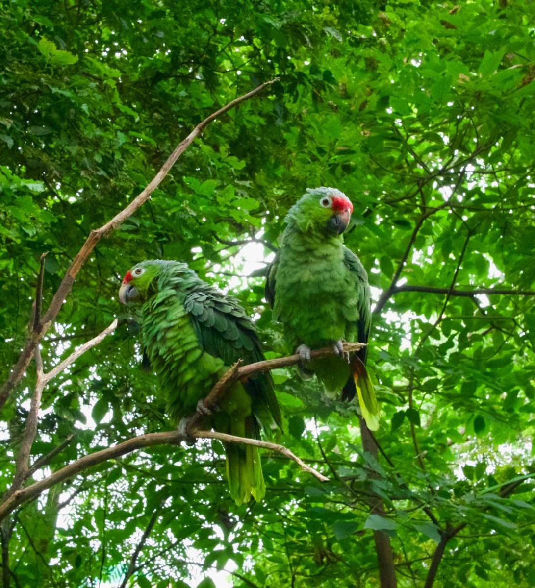 rondreis peru amazone jungle papegaaien rondreis peru amazone jungle papegaaien