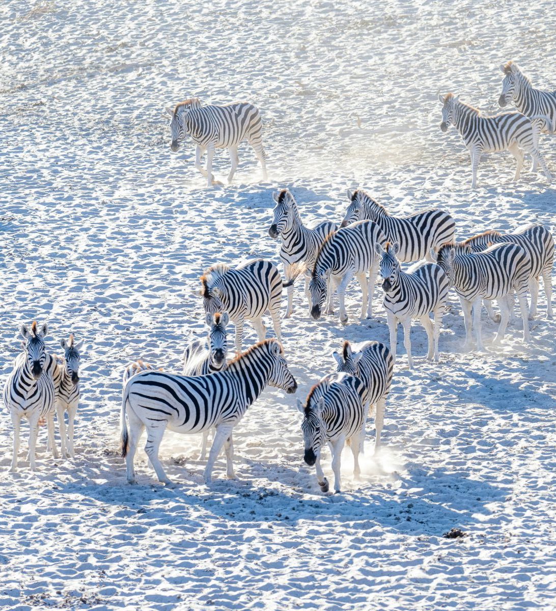 Rondreis-Botswana-Makgadikgadi-zoutpannen-zebras-op-de-zoutvlakte Rondreis-Botswana-Makgadikgadi-zoutpannen-zebras-op-de-zoutvlakte