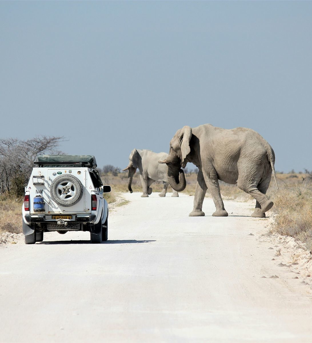 Rondreis-Namibie-Etosha-National-Park-safari-auto-en-olifanten-op-de-weg Rondreis-Namibie-Etosha-National-Park-safari-auto-en-olifanten-op-de-weg