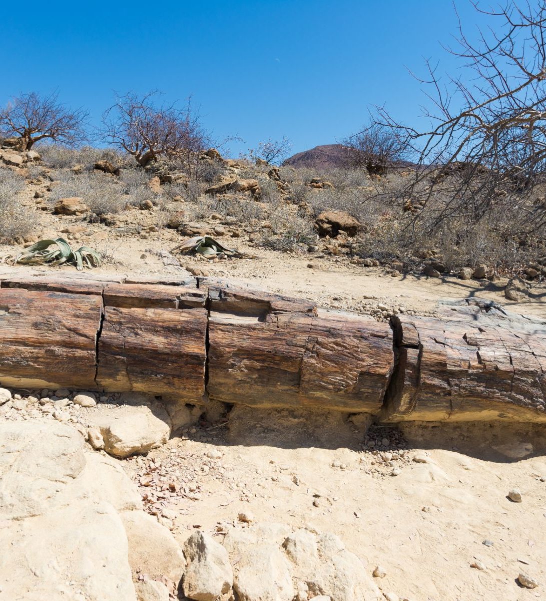 Rondreis-Namibie-Petrified-Forest-eeuwenoude-boomstam-in-national-park Rondreis-Namibie-Petrified-Forest-eeuwenoude-boomstam-in-national-park