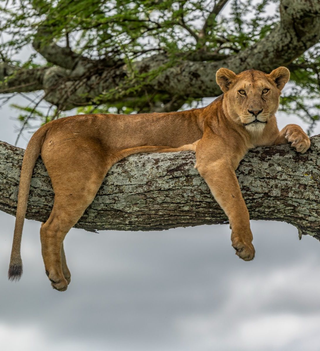 Rondreis-Tanzania-Lake-Manyara-National-Park-boomklimmende-leeuw Rondreis-Tanzania-Lake-Manyara-National-Park-boomklimmende-leeuw