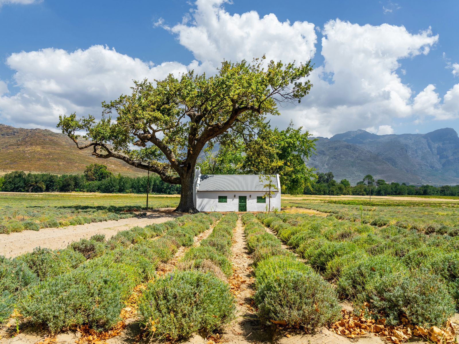 Rondreis Zuid-Afrika, Franschhoek, huisje in wijngaard