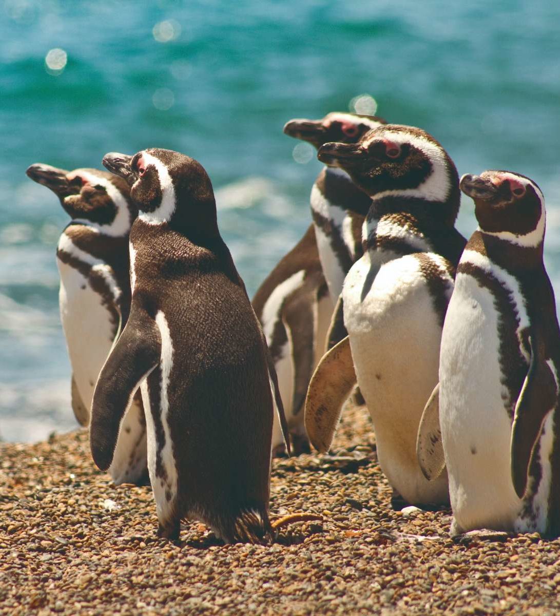 rondreis-argentinie-valdes-puerto-madryn-pinguïns rondreis-argentinie-valdes-puerto-madryn-pinguïns