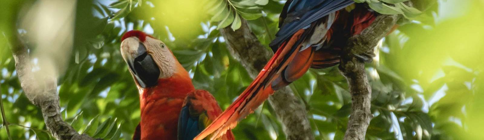 rondreis peru amazone jungle hoogtepunt - papagaai
