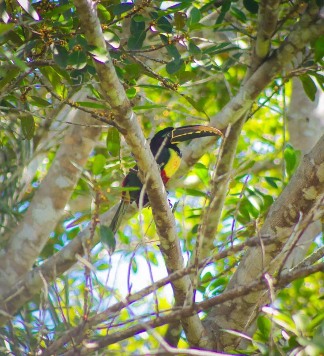 rondreis-peru-amazone-jungle-hoogtepunt-5-aspect-ratio-382-420