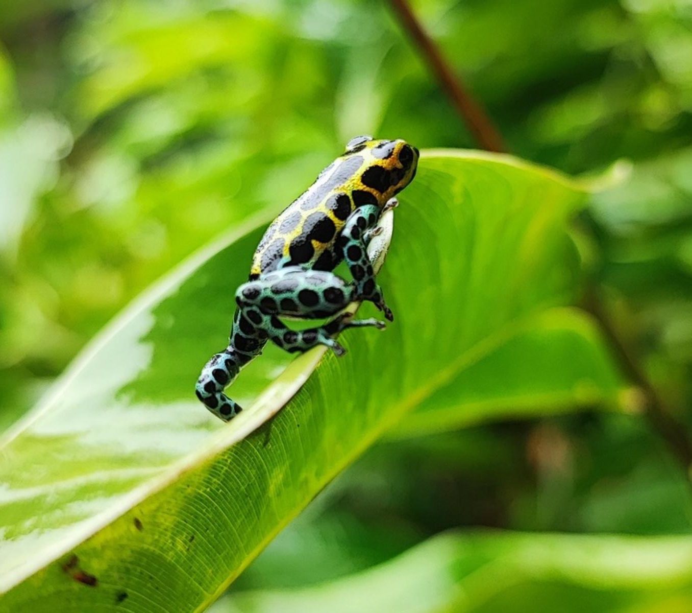 rondreis peru - tarapoto jungle pumarinri amazon lodge - frog